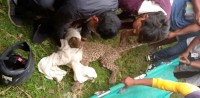 लमजुङमा चितुवाले आक्रमण गर्दा एकजना घाइते